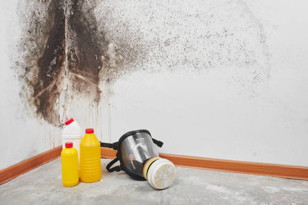 Best Basement Mold Remediation in La Blanca, TX