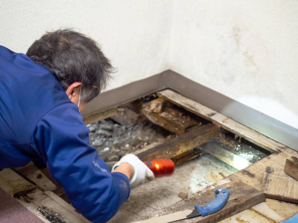 Best Bathroom Mold Remediation in La Blanca, TX