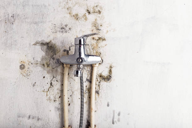 Best Residential Mold Remediation in La Blanca, TX