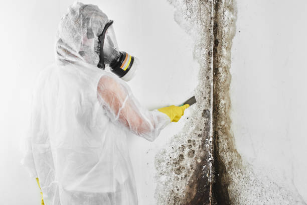 Best White Mold Remediation in La Blanca, TX