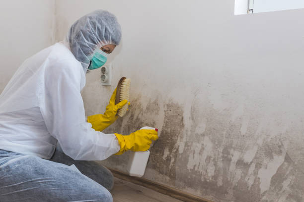 Best Insurance-Related Mold Remediation in La Blanca, TX