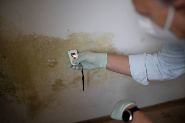 Best Kitchen Mold Remediation in La Blanca, TX