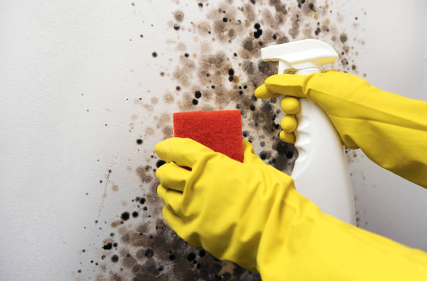 Best HVAC Mold Remediation in La Blanca, TX