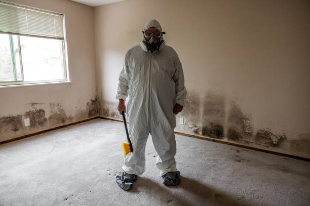 Best DIY Mold Remediation Support Services in La Blanca, TX
