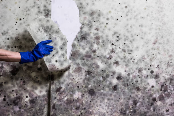 Best Mold Remediation for Schools in La Blanca, TX